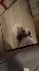 后入可爱嫩母狗叫声娇嫩可射