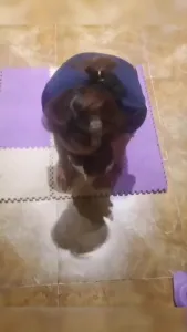 调教东北淫妻,绿帽老公找两兄弟在家中调教淫妻