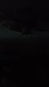 新人骚妻骚话天花版有完整